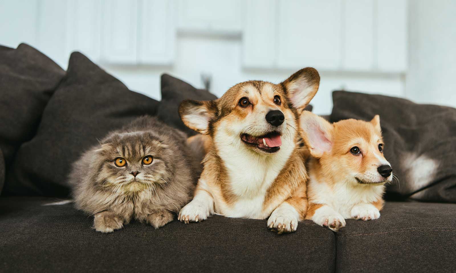 A cat and dogs on a couch