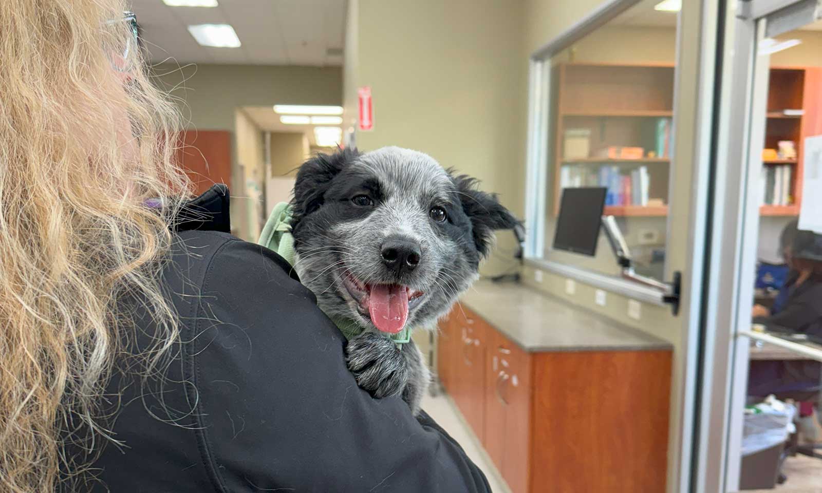 A puppy in our office